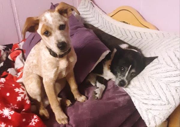 /Images/uploads/Louies Legacy Animal Rescue/cutest-rescue-pet-2023/entries/28584.jpg
